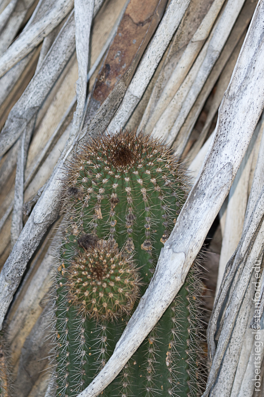 arizona garden